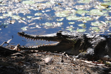 Krokodil