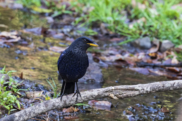 Blue whistling thrush