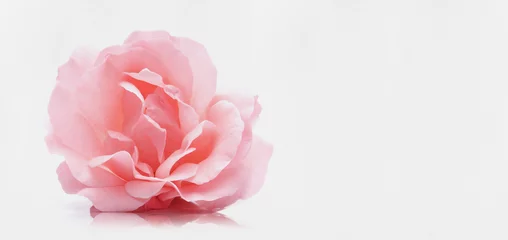 Foto auf Acrylglas Rosen Rosa Rose