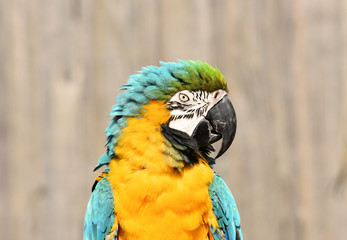 Blue and Gold Macaw Parrot