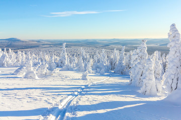 skiing in the snow on a mountainside in the forest on a bright Sunny day in winter