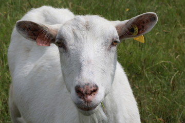 CHÈVRE BLANCHE