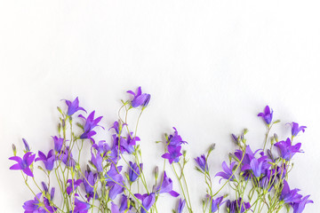 Summer flowers on a light background