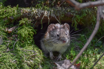 Mouse on moss in the forest