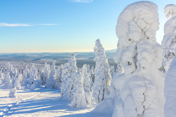 snow-covered trees on mountain slopes on a bright Sunny day