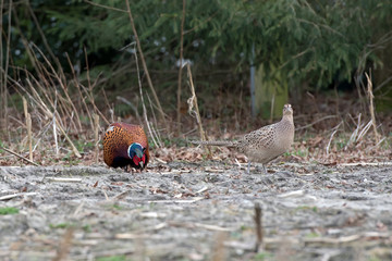 Fasanenpaar (Phasianus colchicus)