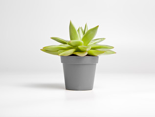 Succulent plant with shadow on a white background. Front view.