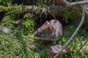 Mouse on moss in the forest