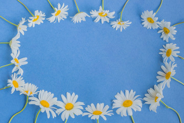 White camomiles on a blue background