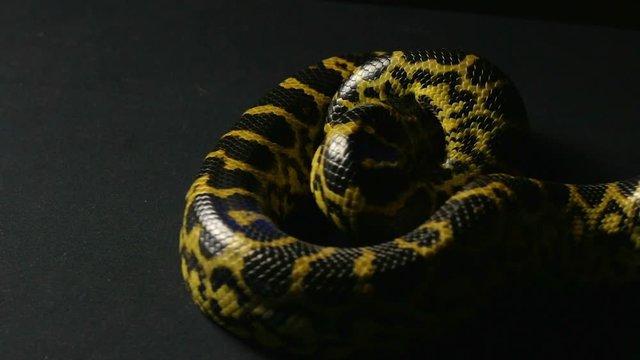 Knot of yellow anaconda