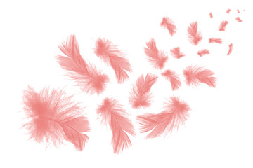 Beautiful coral pink feathers floating in air isolated on white background
