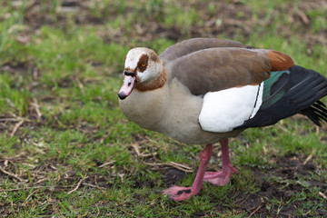 Egyptian goose