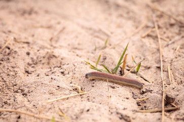 Yellow banded millipede Anadenobolus monilicornis