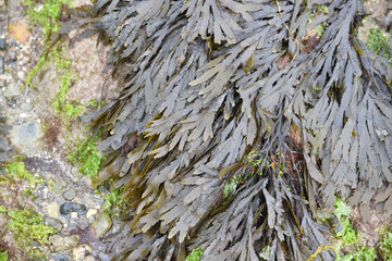 Goémon à marée basse à Noirmoutier