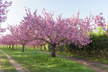 Blühende Kirschbäume in Parkanlage zum Sonnenaufgang