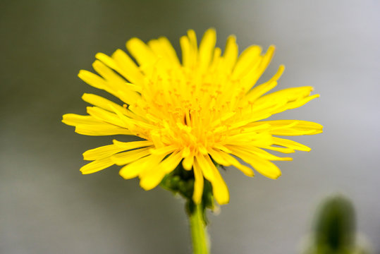 Sp Photos Images Assets Adobe Stock