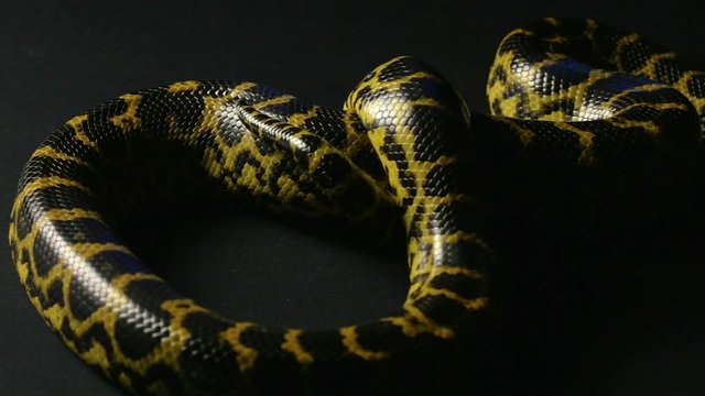 Crawling yellow snake