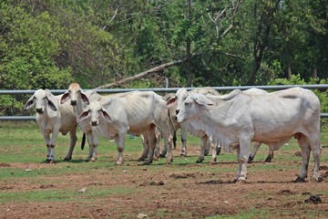 Animal,  in Thai farm,  Thailand Asia.