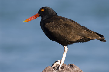 Blackish Ostreycatcher (Haematopus ater).