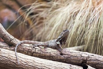 Chlamydosaurus kingii