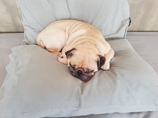 Pug dog having a siesta an resting in bed on the pillow on his back , tongue sticking out looking very funny.