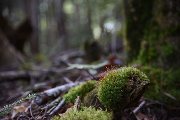 山道のコケ