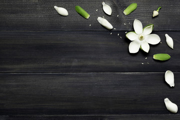 White magnolia flower on dark wooden.