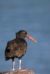 Blackish Ostreycatcher (Haematopus ater).