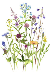 Obraz na płótnie Canvas Background with watercolor flowers
