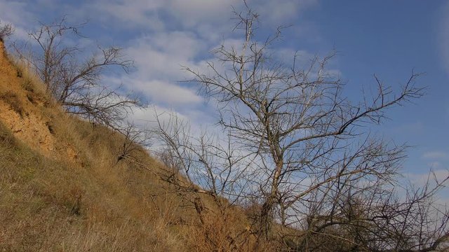 Dry trees against a cloudy sky: an arid clay slope of the estuary.