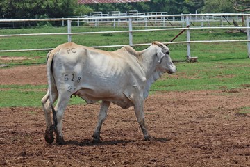 Animal,  in Thai farm,  Thailand Asia.