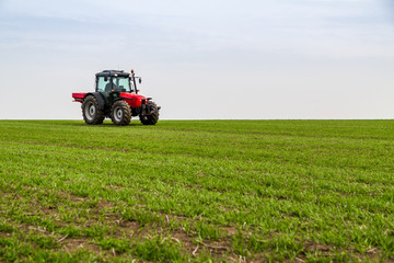 Fototapeta premium Farmer in tractor fertilizing wheat field at spring with npk