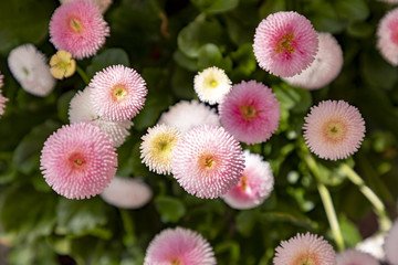 detail of spring flowers