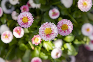 Obraz premium detail of spring flowers