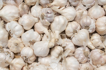 White garlic pile texture. Fresh garlic on market table closeup photo. Vitamin healthy food spice image. Spicy cooking ingredient picture. Pile of white garlic heads. White garlic head heap top view