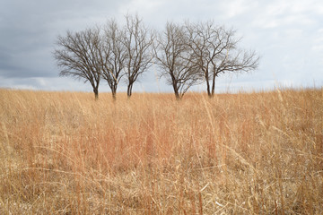Prairie Stand