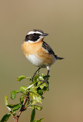 Whinchat on a branch