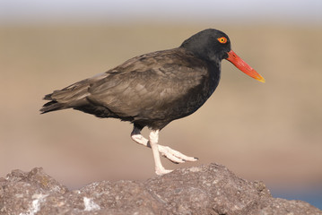 Blackish Ostreycatcher (Haematopus ater).