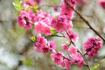 花桃 ピンクの花アップ