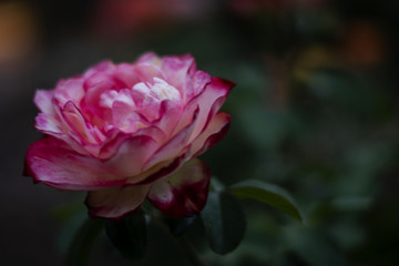 Obraz na płótnie Canvas Rose in a garden