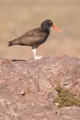 Blackish Ostreycatcher (Haematopus ater).