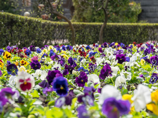 Flower bed in the park of Moscow