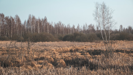 Spring field and forest.