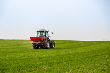 Fototapeta premium Farmer in tractor fertilizing wheat field at spring with npk