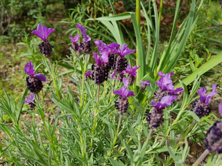 Lavanda selvatica