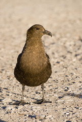 Great Skua (Stercorarius skua).