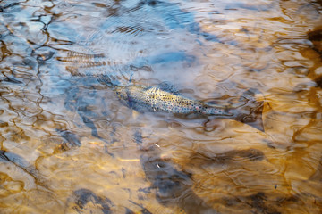 Picturesque trout caught by a fisherman. Fish under water.