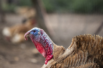 Pavo doméstico de corral con el pico cerrado © Trepalio