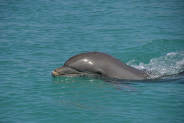 Delfine in Grand Cayman (George Town) / Der Große Tümmler ist eine in allen Ozeanen verbreitete...