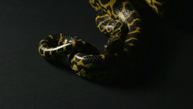 Crawling yellow python